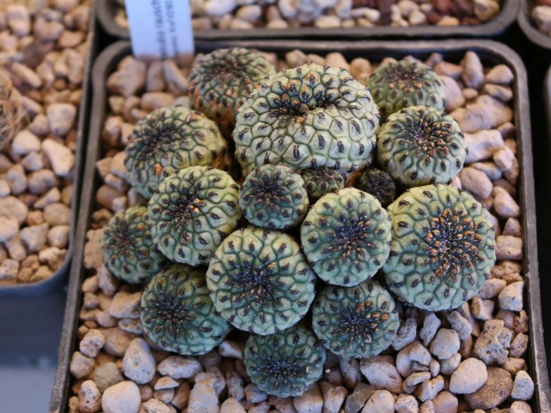 Sulcorebutia rauschii VZ192a