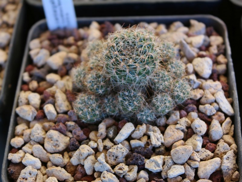 sulcorebutia cantargalloensis