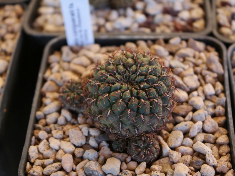 Sulcorebutia canigueralii VZ306/6