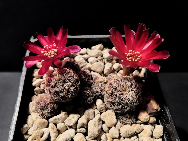 Sulcorebutia sp. VZ567/F.1