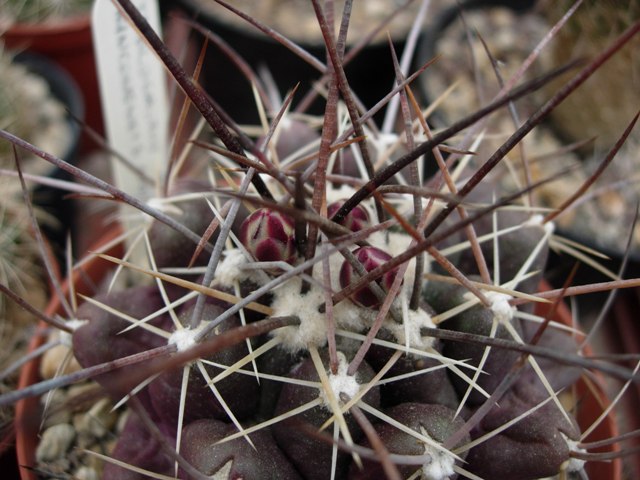 Thelocactus rinconensis v. nidulans 