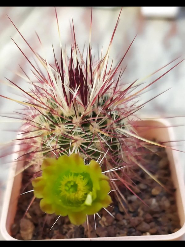 Echinocereus russanthus ssp. rhyolithensis SB 47