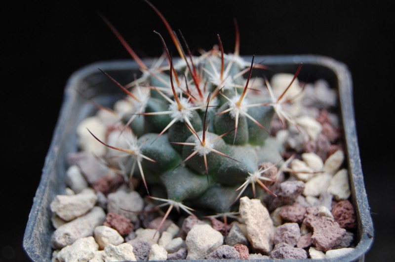 Mammillaria aff. wagneriana PN 603