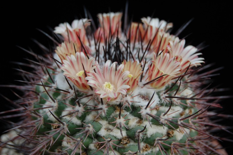 Mammillaria wagneriana 