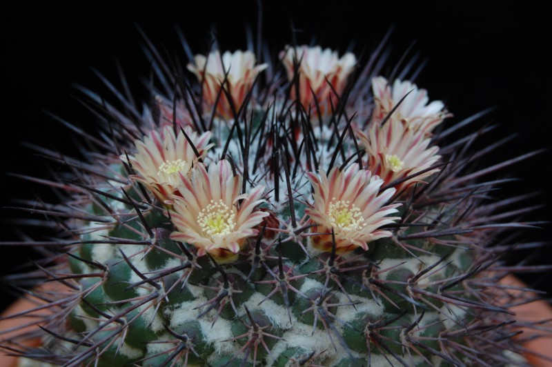 Mammillaria wagneriana 