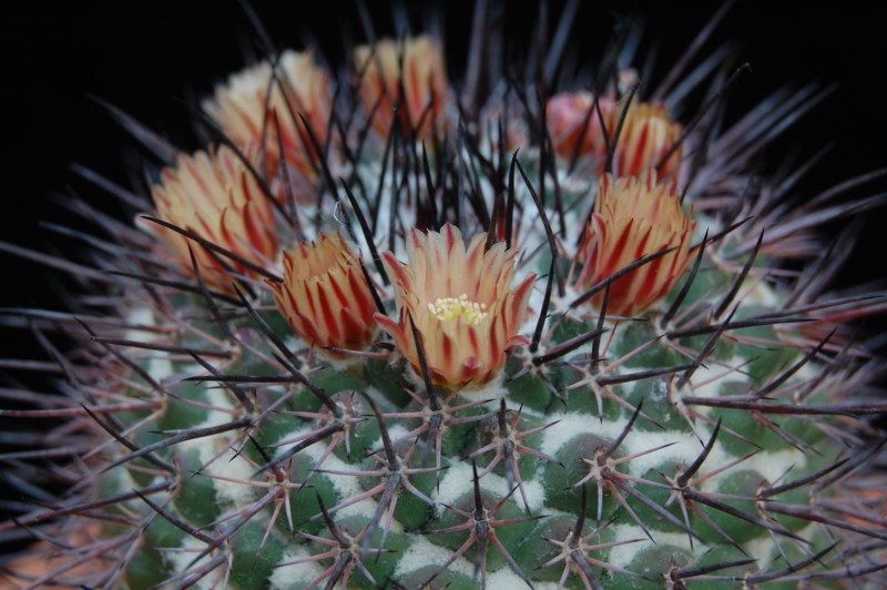 Mammillaria wagneriana 