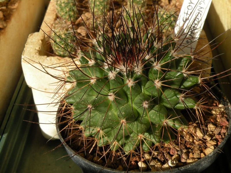 Mammillaria  lau 1073