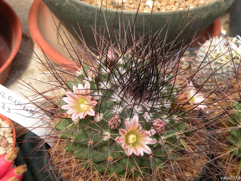 Mammillaria  lau 1073