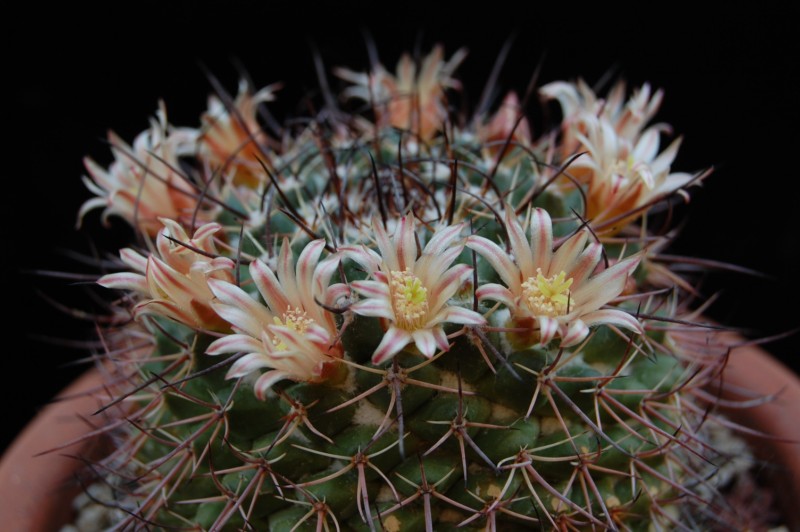 Mammillaria wagneriana LAU 1118