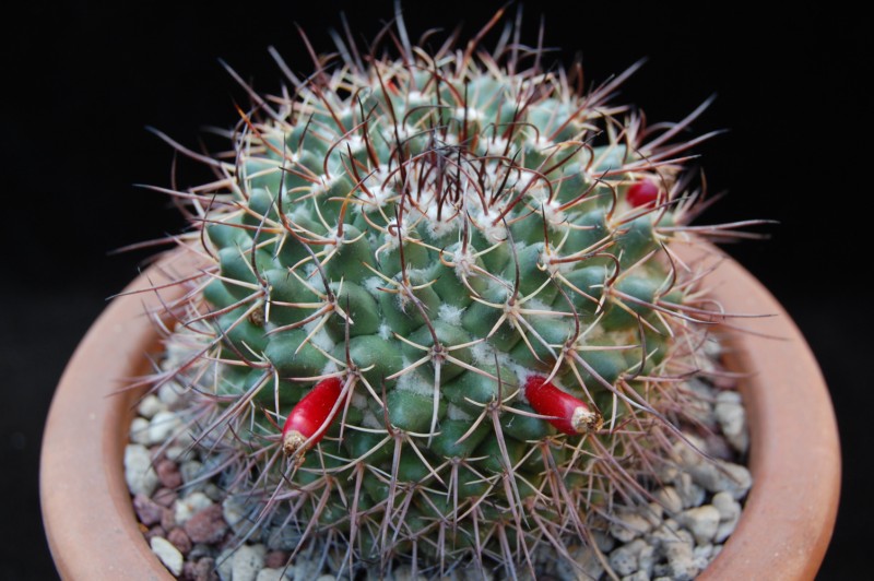 Mammillaria wagneriana LAU 1118