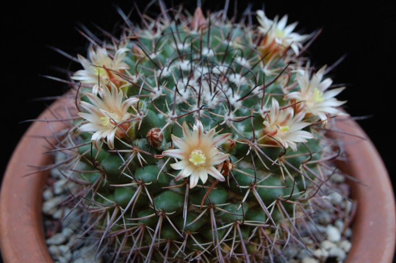 Mammillaria wagneriana LAU 1118