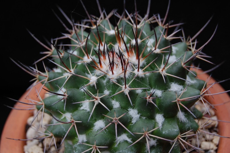 Mammillaria wagneriana 