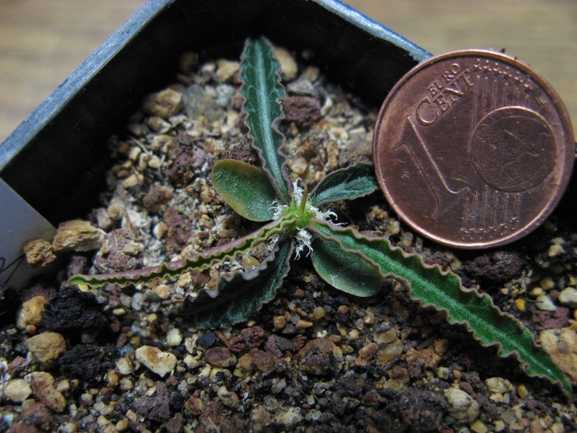 euphorbia waringiae