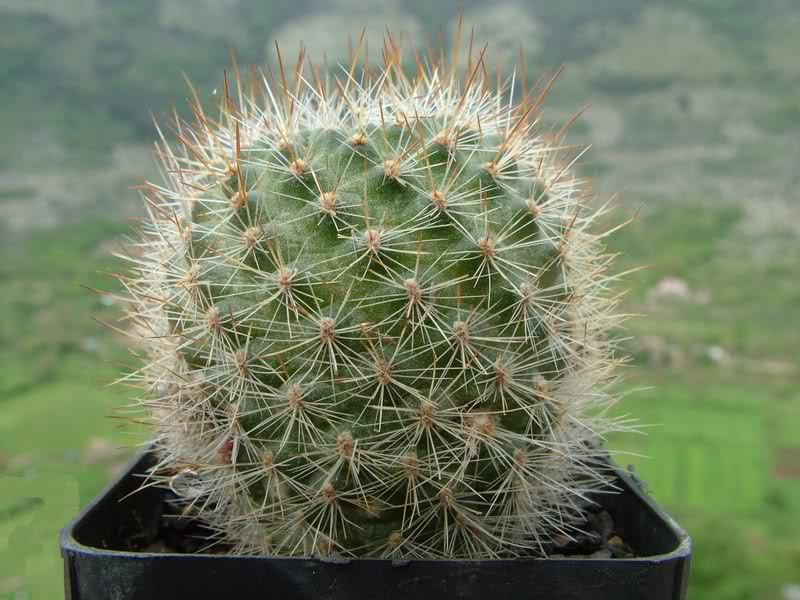 Rebutia albipilosa FR754