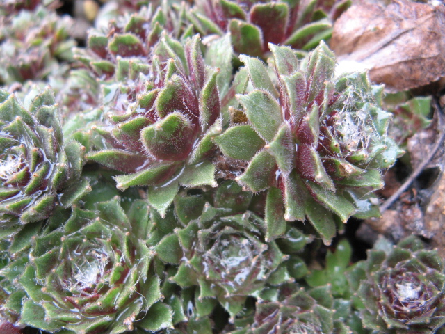 Sempervivum webbianum 