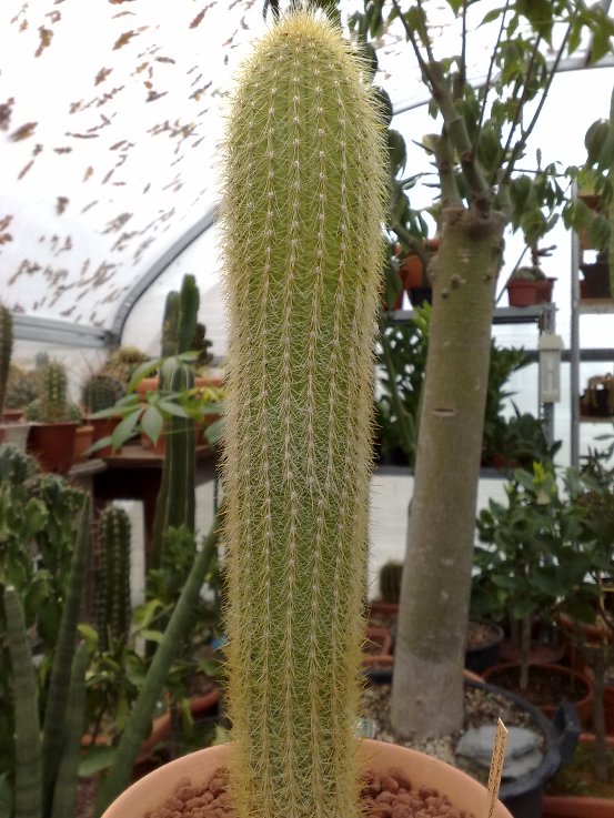 weberbauerocereus churinensis