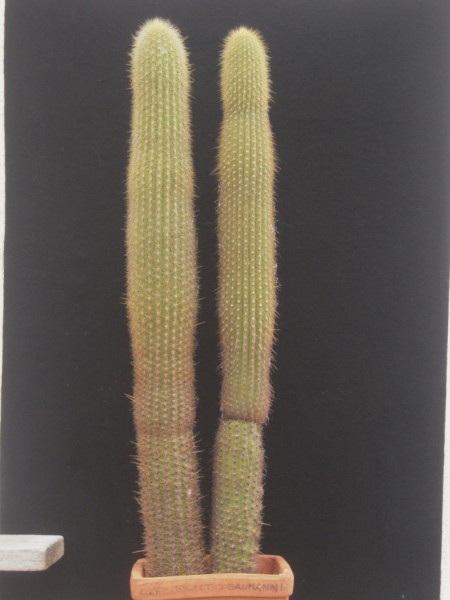 weberbauerocereus johnsonii