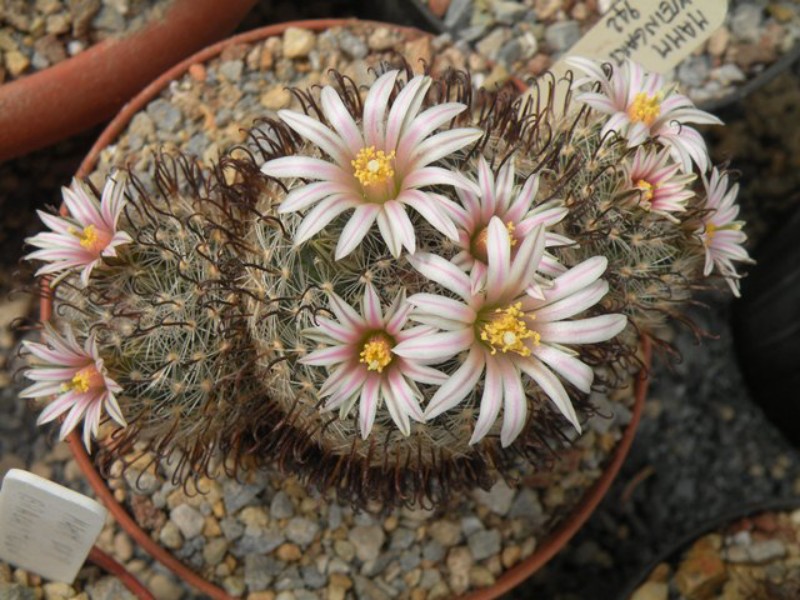 Mammillaria weingartiana 