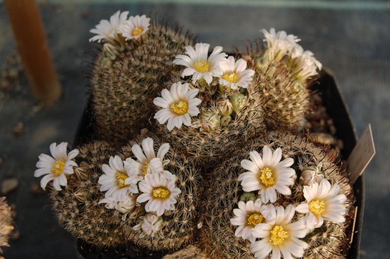 Mammillaria weingartiana 