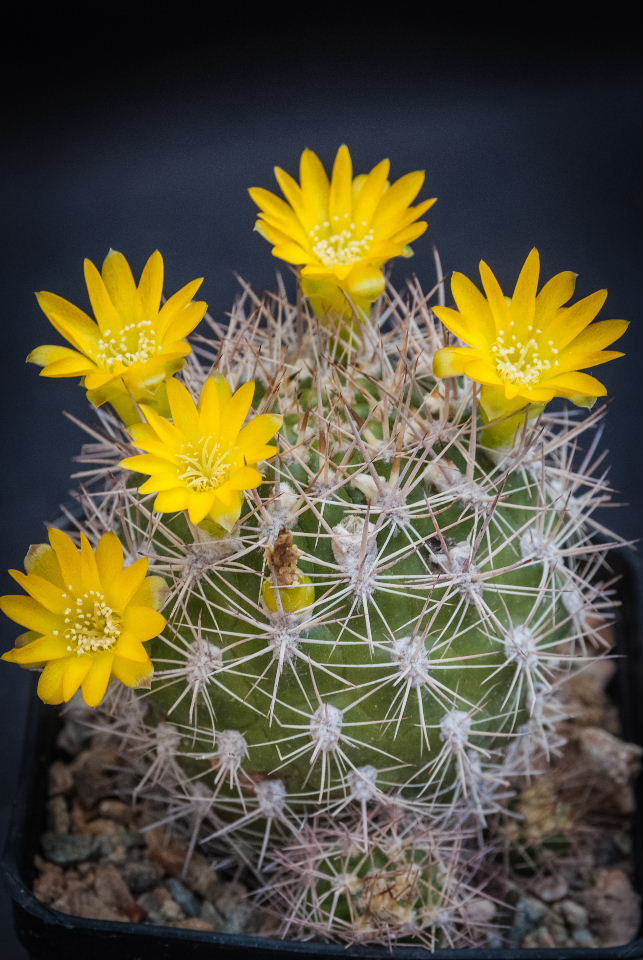 weingartia neocumingii v. hediniana