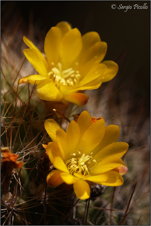 Rebutia neocumingii 