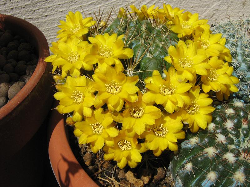 Weingartia riograndensis 