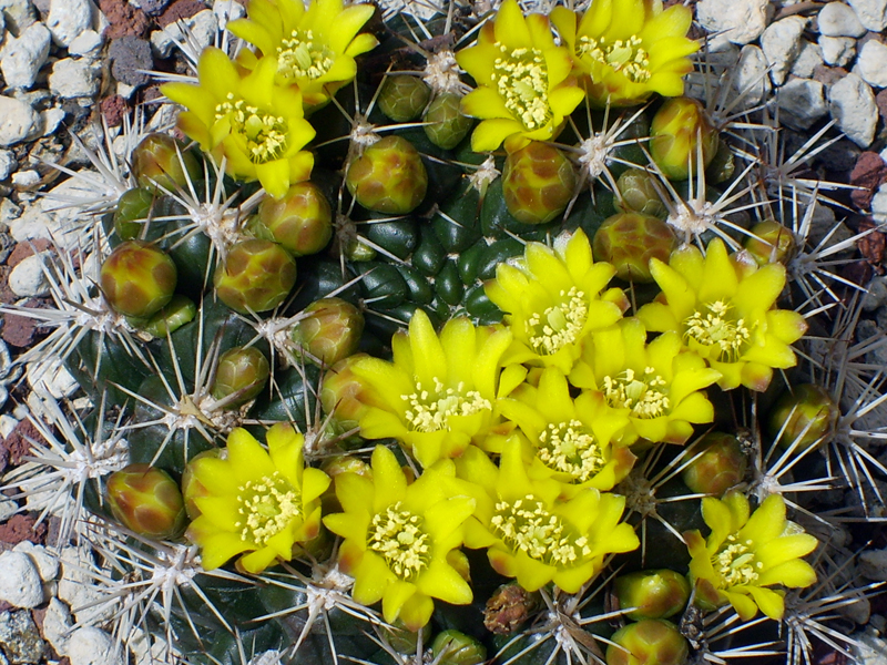 Weingartia neocumingii 