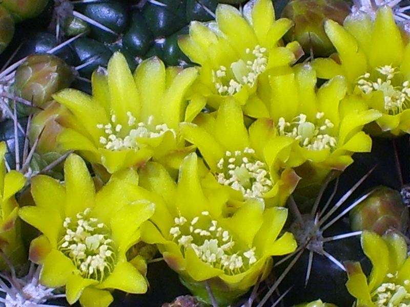 Weingartia neocumingii 