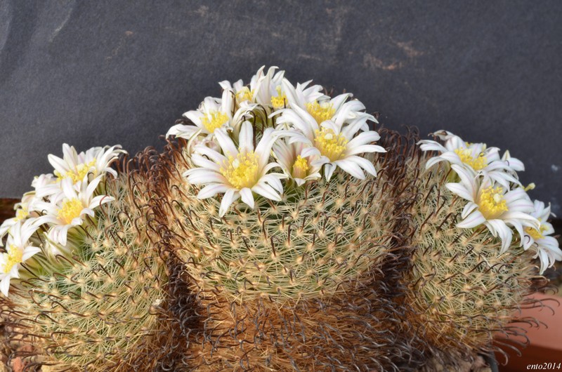 Mammillaria weingartiana 