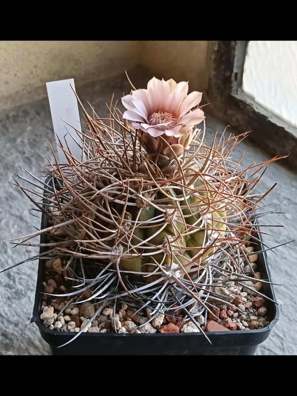 Gymnocalycium weissianum 