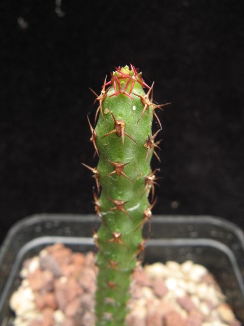 Euphorbia whellanii 