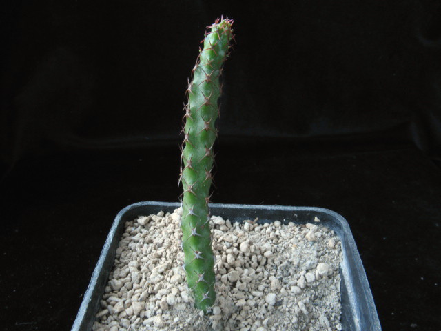 euphorbia whellanii