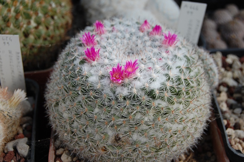 Mammillaria hahniana v. werdermanniana 