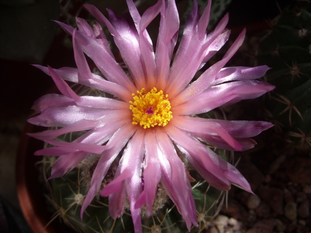 Parodia werneri 