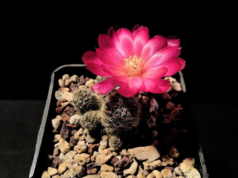 Sulcorebutia tarabucoensis v. aureiflora WF28