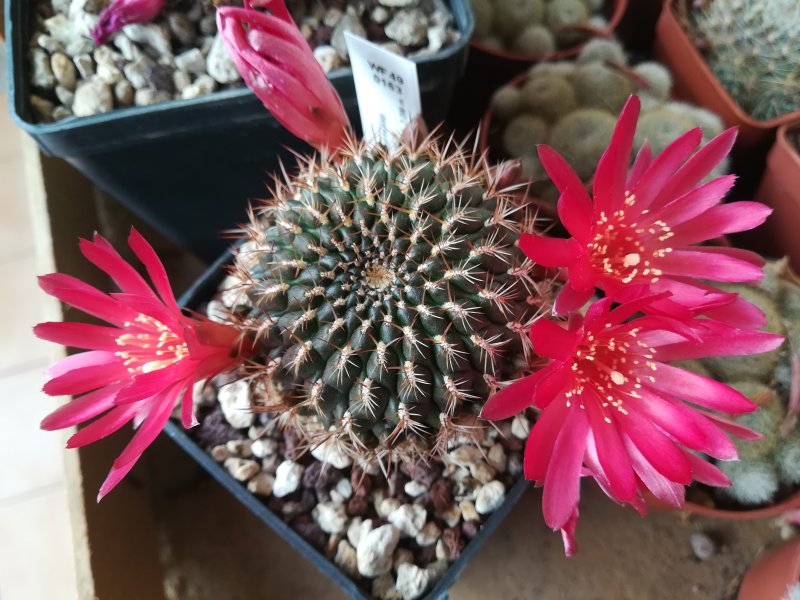 Sulcorebutia purpurea ssp. santiaginiensis WF49