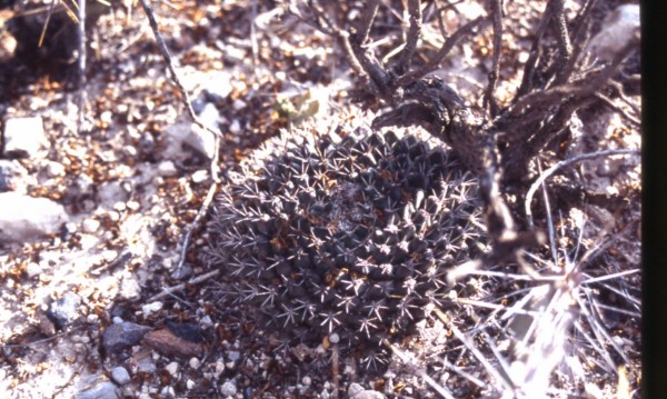 Mammillaria heyderi WH 55