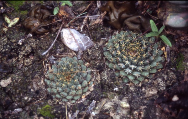 Mammillaria heyderi WH 59