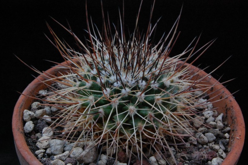 Mammillaria papasquiarensis WH 128