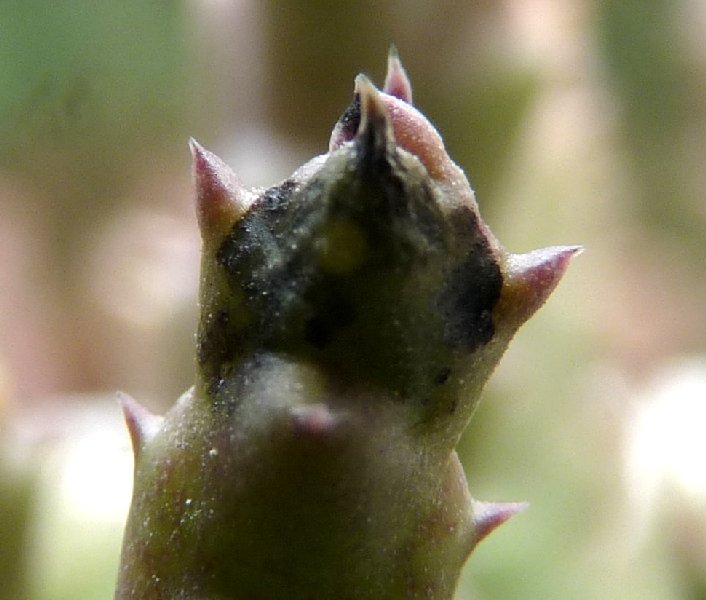 Orbea variegata 