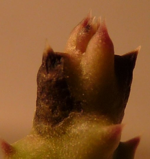 Orbea variegata 
