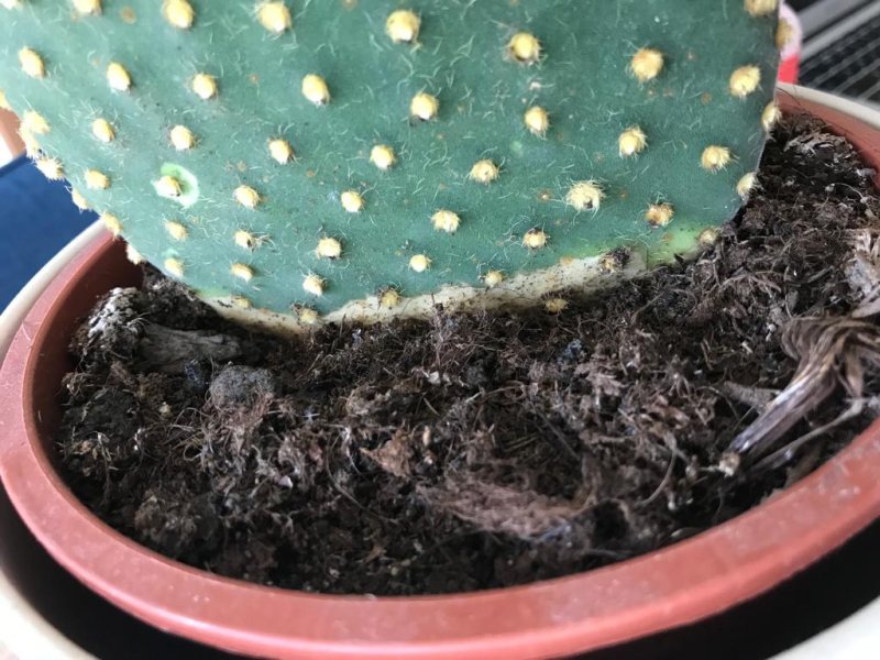  Opuntia Microdasys Pallida 