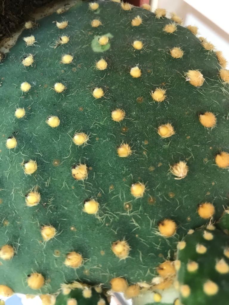  Opuntia Microdasys Pallida 