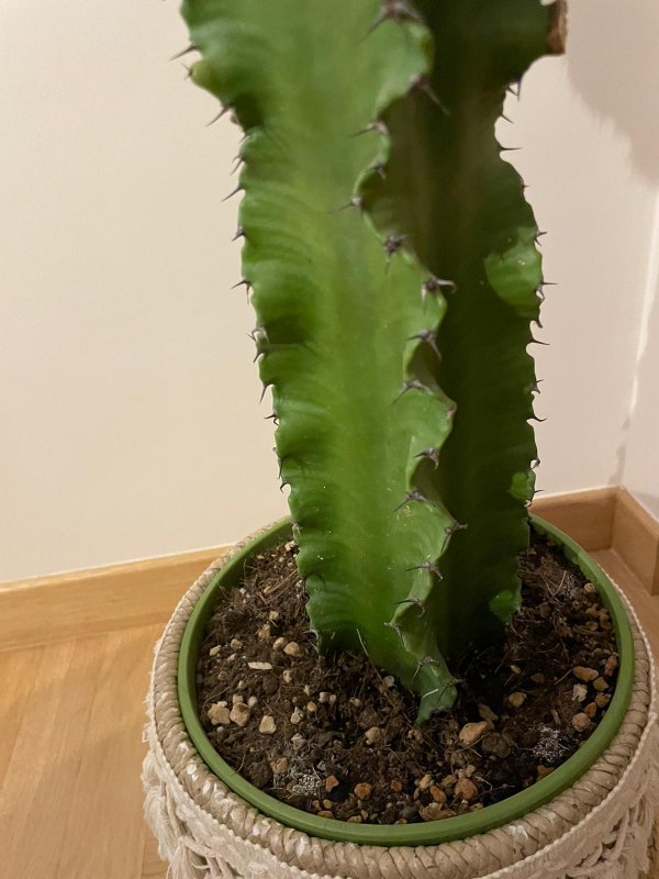 Euphorbia  