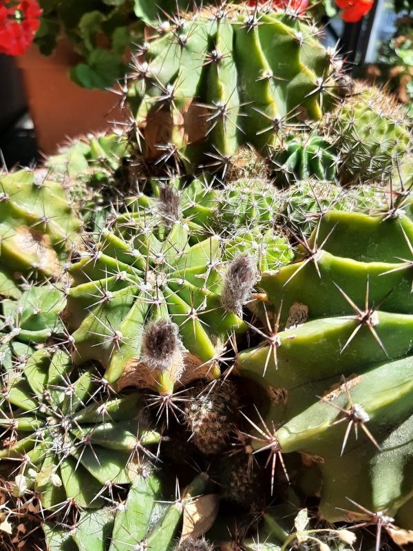 Echinopsis  