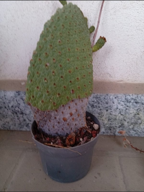 Opuntia consolea moniliformis 