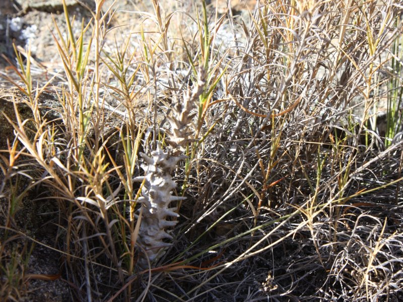 Ceropegia dimorpha 