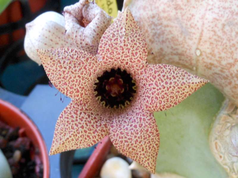 Whitesloanea crassa 