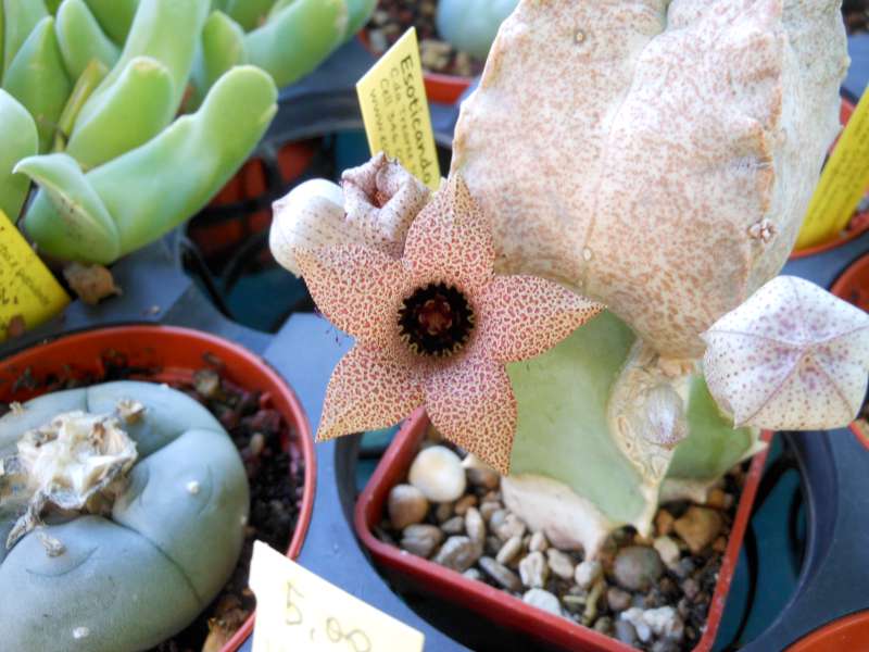 Whitesloanea crassa 