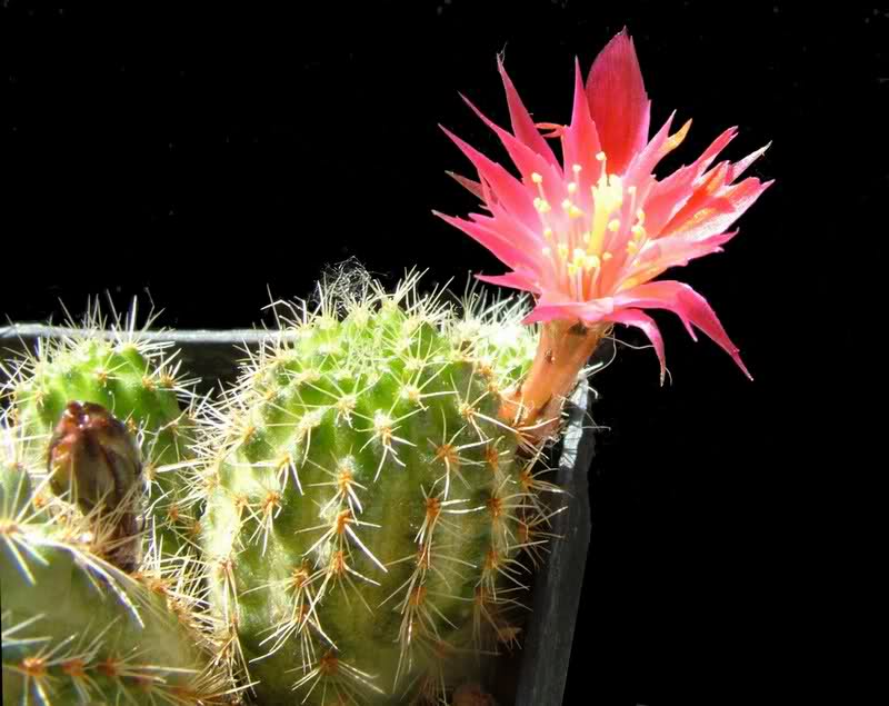 Rebutia steinmannii v. parvula 